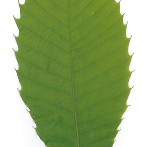 Photographie n°98849 du taxon Castanea sativa Mill. [1768]