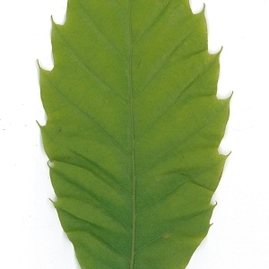 Photographie n°98851 du taxon Castanea sativa Mill. [1768]