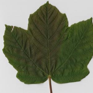 Photographie n°98885 du taxon Acer opalus Mill. [1768]