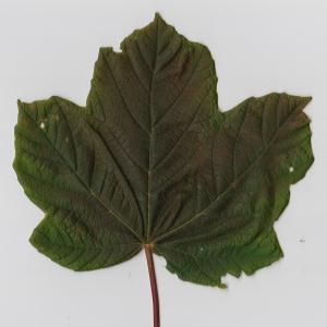 Photographie n°98888 du taxon Acer opalus Mill. [1768]