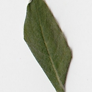 Photographie n°98964 du taxon Salix cinerea L. [1753]
