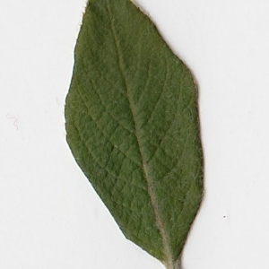 Photographie n°98965 du taxon Salix cinerea L. [1753]