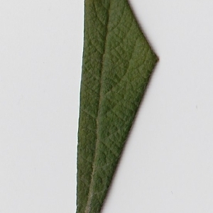 Photographie n°98966 du taxon Salix cinerea L. [1753]