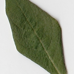 Photographie n°98967 du taxon Salix cinerea L. [1753]