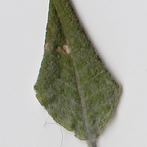Photographie n°98968 du taxon Salix cinerea L. [1753]