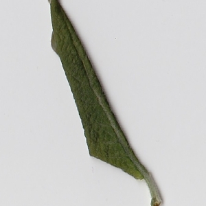 Photographie n°98969 du taxon Salix cinerea L. [1753]