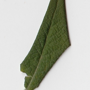 Photographie n°98970 du taxon Salix cinerea L. [1753]