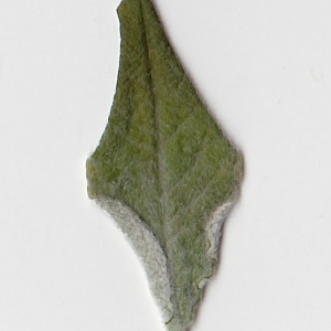 Photographie n°98971 du taxon Salix cinerea L. [1753]