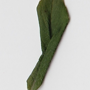 Photographie n°98972 du taxon Salix cinerea L. [1753]