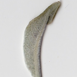 Photographie n°98973 du taxon Salix cinerea L. [1753]