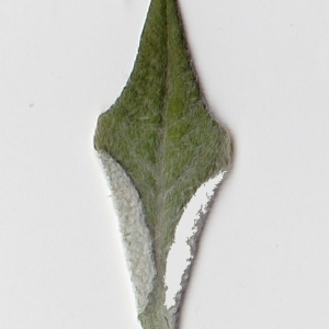 Photographie n°98974 du taxon Salix cinerea L. [1753]