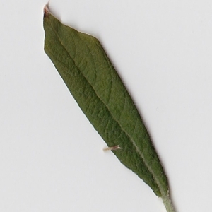 Photographie n°98975 du taxon Salix cinerea L. [1753]
