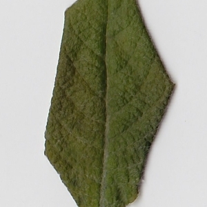 Photographie n°98976 du taxon Salix cinerea L. [1753]