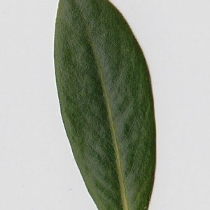  - Salix fragilis L. [1753]