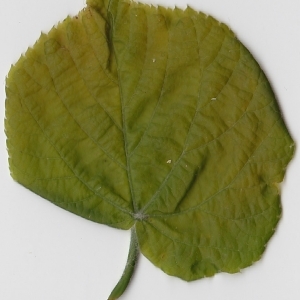 Photographie n°99003 du taxon Tilia platyphyllos Scop. [1771]