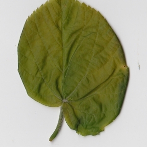 Photographie n°99004 du taxon Tilia platyphyllos Scop. [1771]
