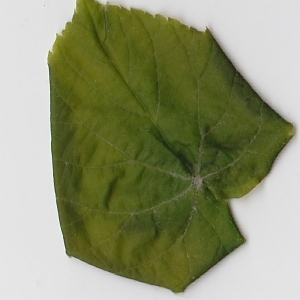 Photographie n°99006 du taxon Tilia platyphyllos Scop. [1771]