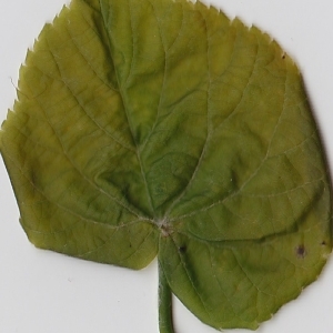 Photographie n°99010 du taxon Tilia platyphyllos Scop. [1771]
