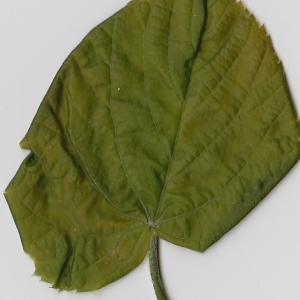 Photographie n°99012 du taxon Tilia platyphyllos Scop. [1771]