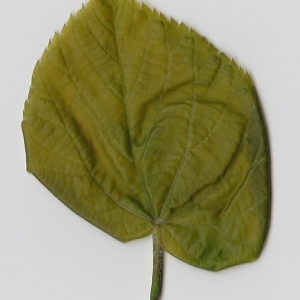 Photographie n°99013 du taxon Tilia platyphyllos Scop. [1771]