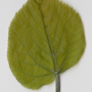 Photographie n°99014 du taxon Tilia platyphyllos Scop. [1771]
