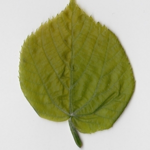 Photographie n°99015 du taxon Tilia platyphyllos Scop. [1771]