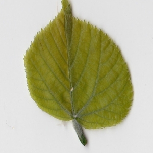 Photographie n°99017 du taxon Tilia platyphyllos Scop. [1771]