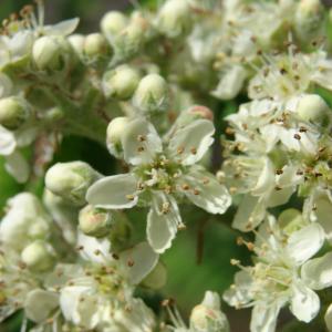 Photographie n°99020 du taxon Sorbus domestica L. [1753]