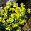  Paul Fabre - Euphorbia cyparissias L. [1753]