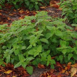 Photographie n°99045 du taxon Urtica dioica L. [1753]