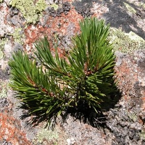 Photographie n°99056 du taxon Pinus mugo subsp. uncinata (Ramond ex DC.) Domin