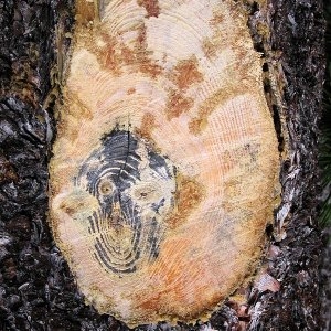 Photographie n°99057 du taxon Pinus mugo subsp. uncinata (Ramond ex DC.) Domin