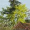  Sonja LAUBSCHER - Picea abies subsp. abies