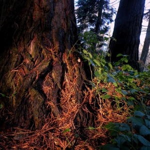 Photographie n°99103 du taxon Sequoiadendron giganteum (Lindl.) J.Buchholz [1939]