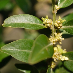 Photographie n°99114 du taxon Buxus sempervirens L. [1753]