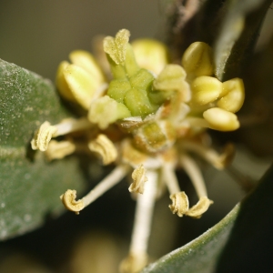 Photographie n°99118 du taxon Buxus sempervirens L. [1753]