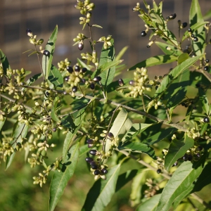 Photographie n°99129 du taxon Cestrum parqui L'Hér. [1788]