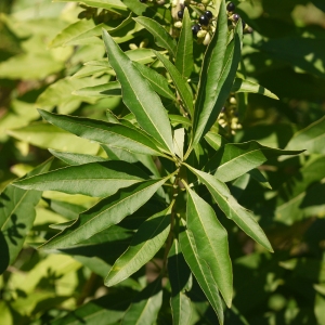 Photographie n°99130 du taxon Cestrum parqui L'Hér. [1788]