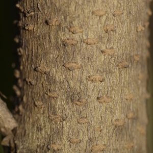 Photographie n°99134 du taxon Cestrum parqui L'Hér. [1788]