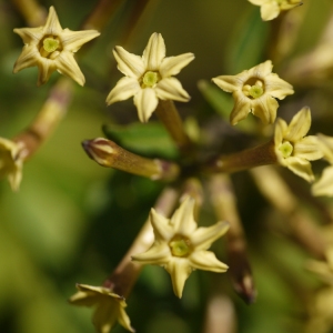 Photographie n°99135 du taxon Cestrum parqui L'Hér. [1788]