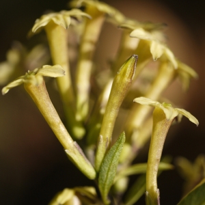 Cestrum parqui L'Hér. (Cestrum)