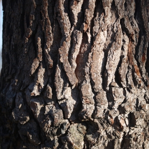 Photographie n°99208 du taxon Pinus pinaster subsp. pinaster