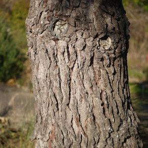  - Pinus pinaster subsp. pinaster