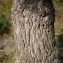  Liliane Roubaudi - Pinus pinaster subsp. pinaster