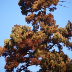 Photographie n°99220 du taxon Taxodium distichum (L.) Rich. [1810]