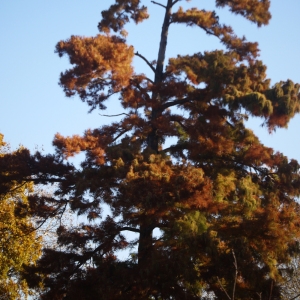 Photographie n°99222 du taxon Taxodium distichum (L.) Rich. [1810]