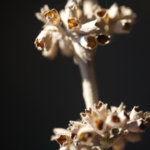 Photographie n°99225 du taxon Vitex agnus-castus L. [1753]