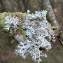 7 lichens sur pomme de pin [nn] par Josette Puyo le 06/12/2012 - Aragon