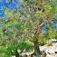  jean ESPIRAT - Juniperus thurifera subsp. gallica (Coincy) A.E.Murray [1982]