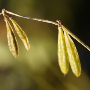 Photographie n°99271 du taxon Zygophyllum fabago L. [1753]